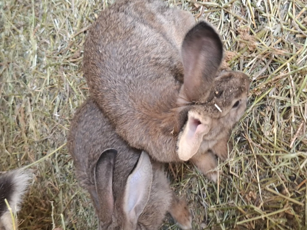 Vind iepuri  belgieni