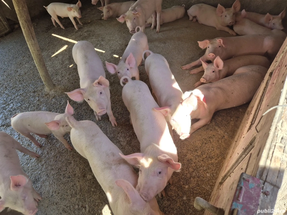 vand purcei de rotisor de cuptor