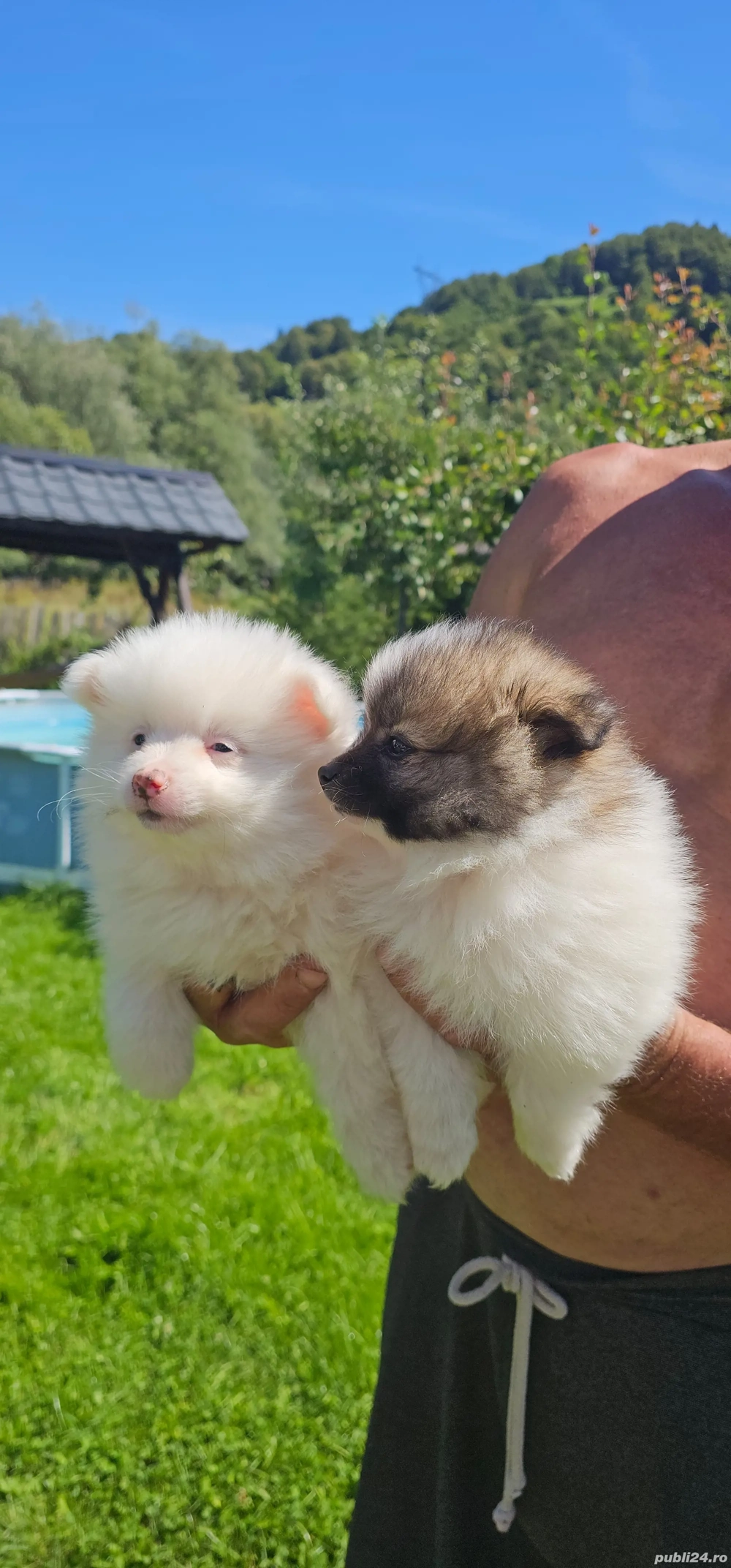 Pomeranian minitoi Pomeranian minitoi