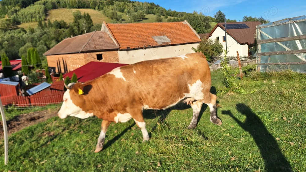 Junincă de vânzare la prima fătare Junincă de vânzare la prima fătare