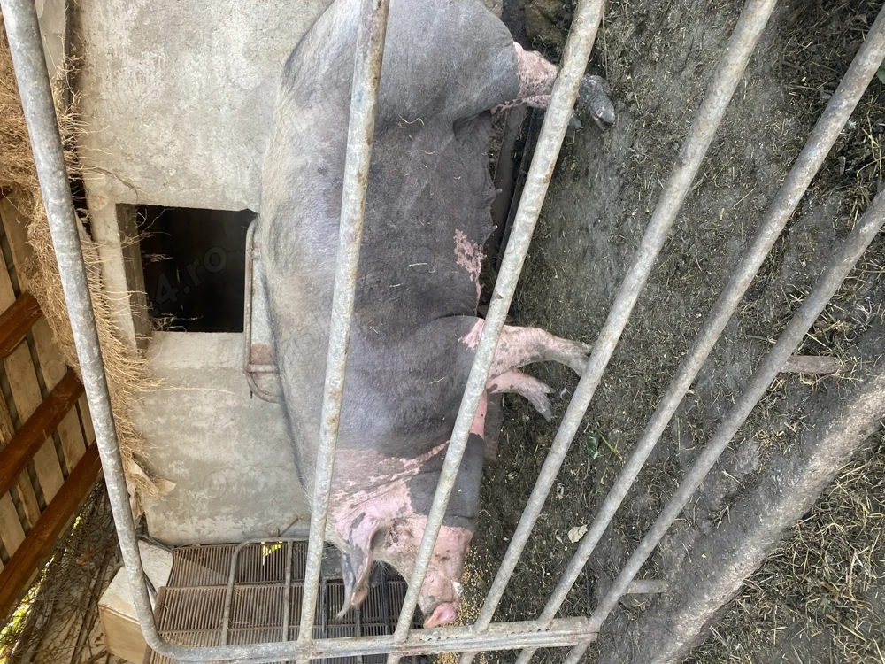 Purcea Rasa Pietrain