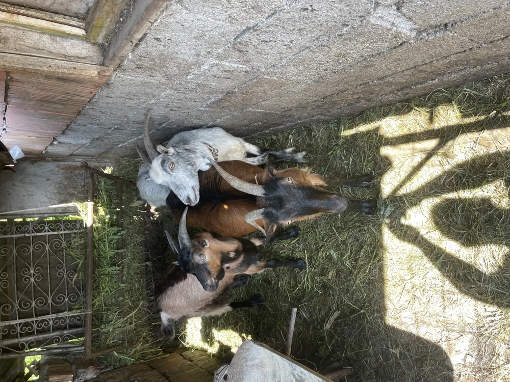 Vând 3 capre și un țap  Vând 3 capre și un țap