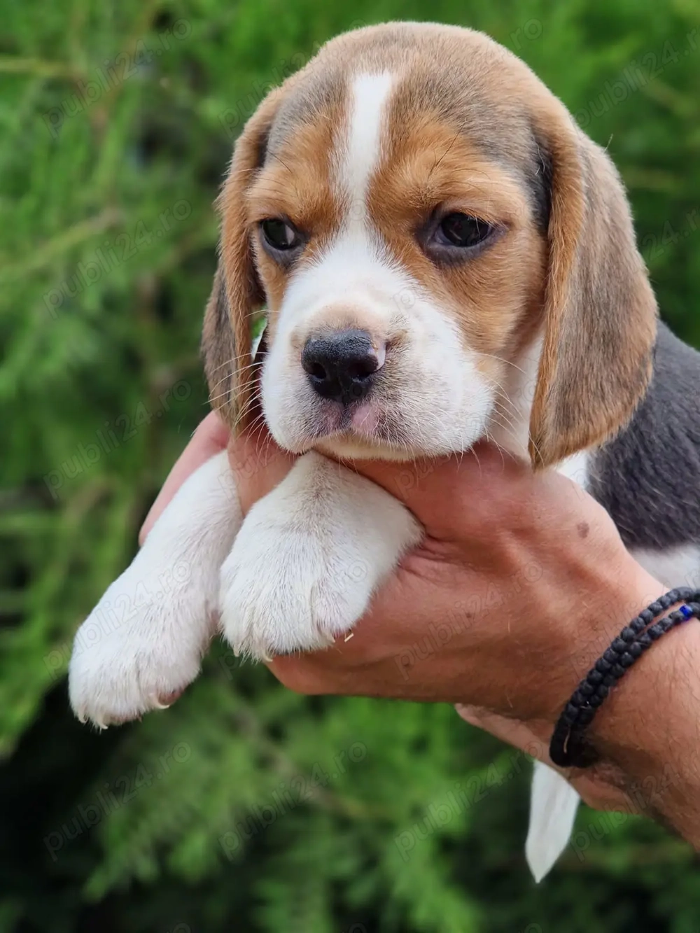 Vând pui beagle 