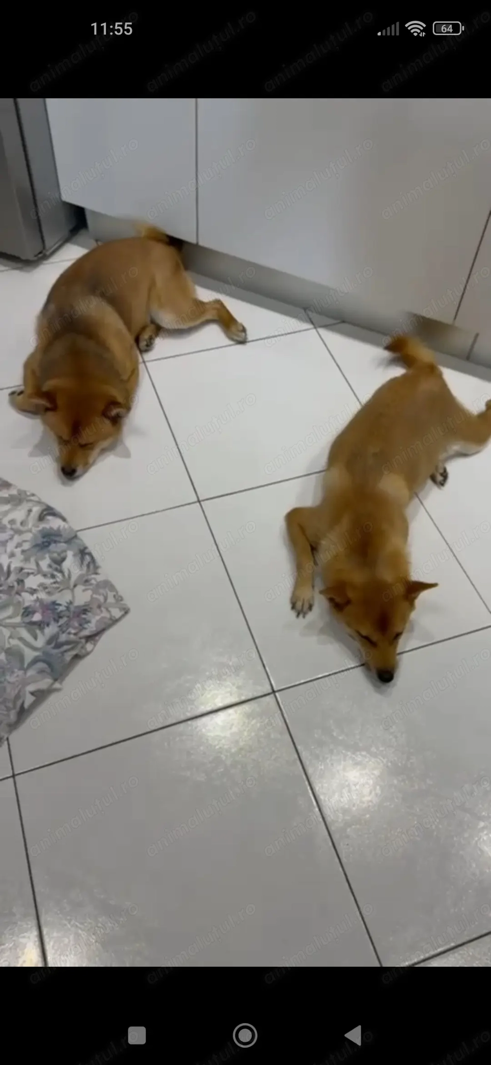 pui shiba inu