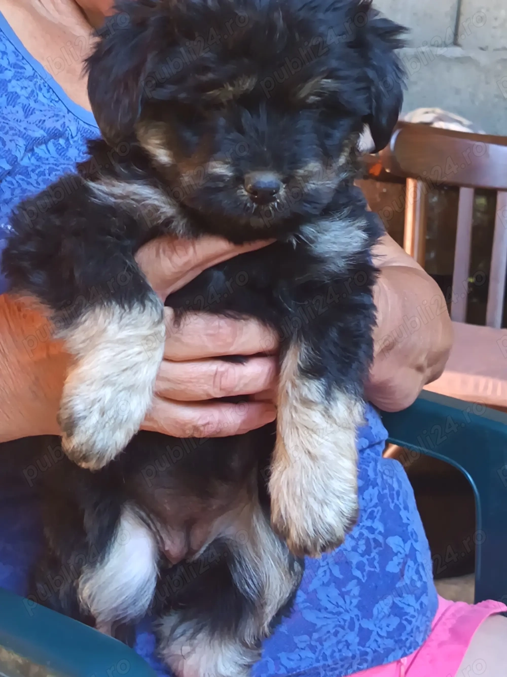 Căței de vânzare! Căței de vânzare!