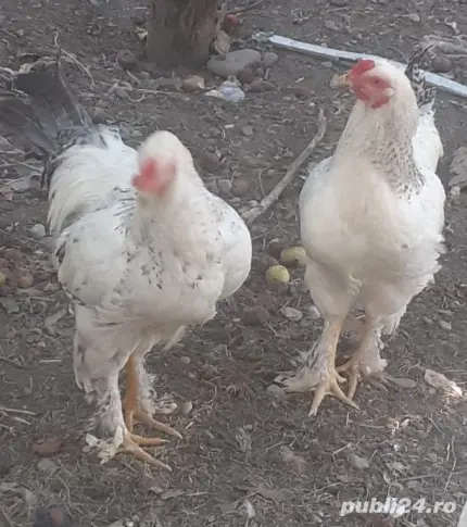 Vand 2 cocosi de rasa, 100 ron buc Vand 2 cocosi de rasa, 100 ron buc