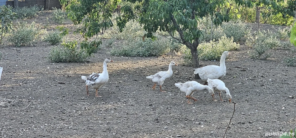 vand boboci de gasca  vand boboci de gasca