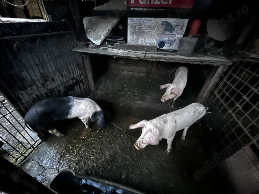 Vand porci aprox.  50 kg