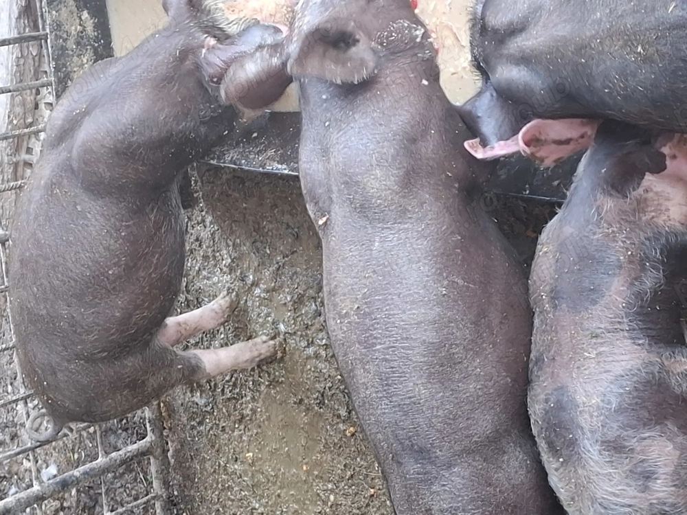 Purcei de vânzare  Purcei de vânzare