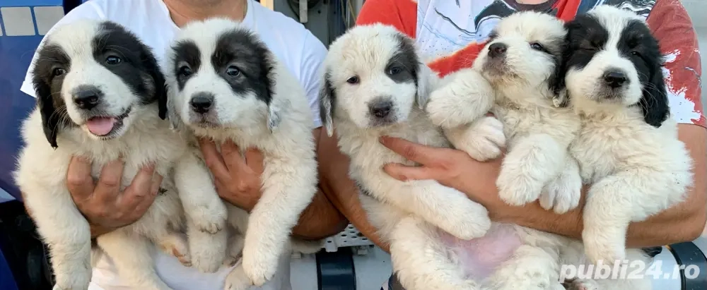 Pui Ciobanesc de Bucovina