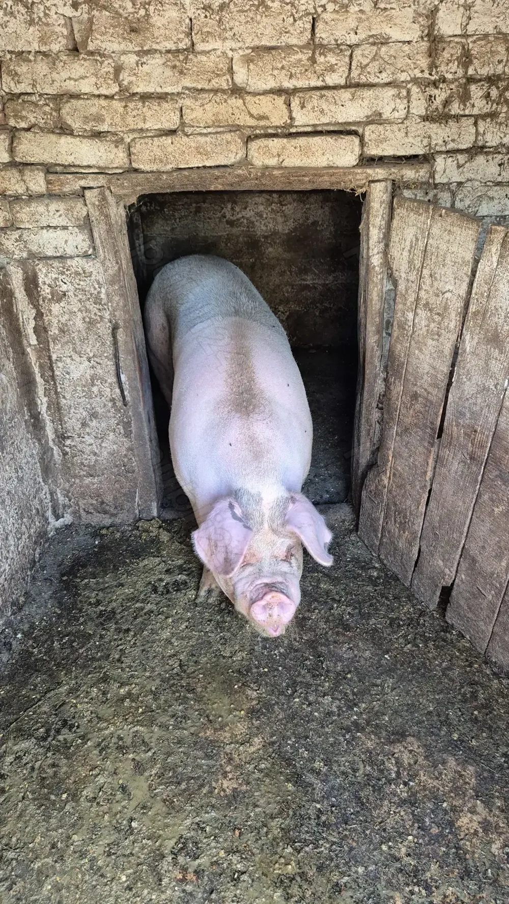Vând scroafă în INAND - BIHOR