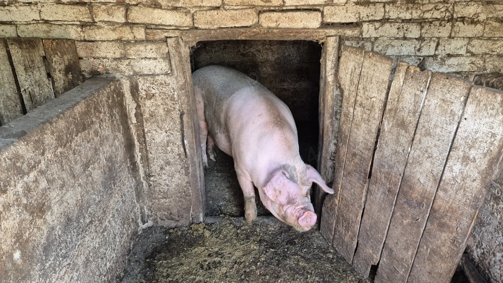 Vând porc în Inand - BIHOR
