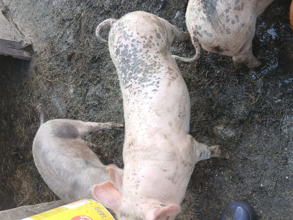 disponibili porci 8 11 săptămâni sau schimb disponibili porci 8 11 săptămâni sau schimb
