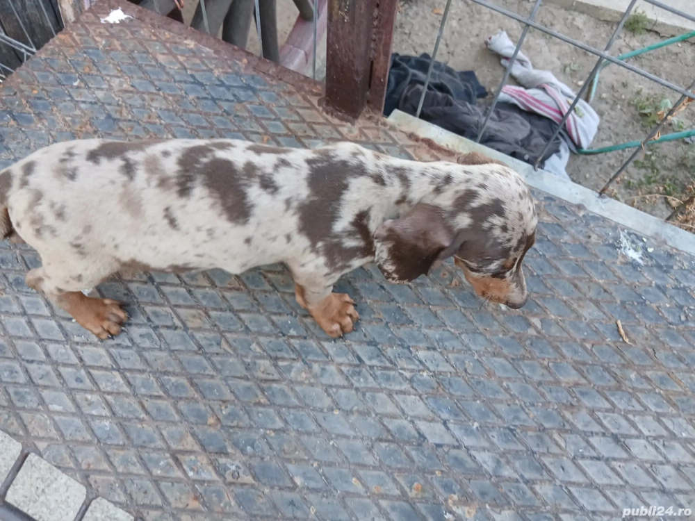  teckel fetite  arlechin 