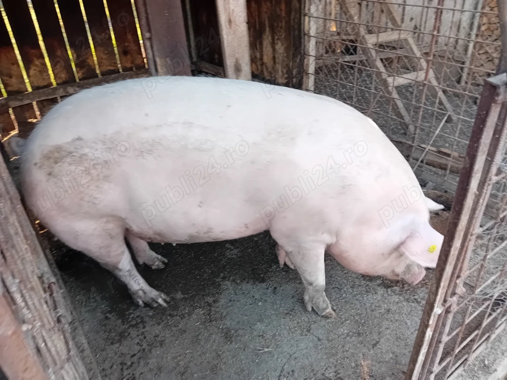 Vind porc rasa landrace