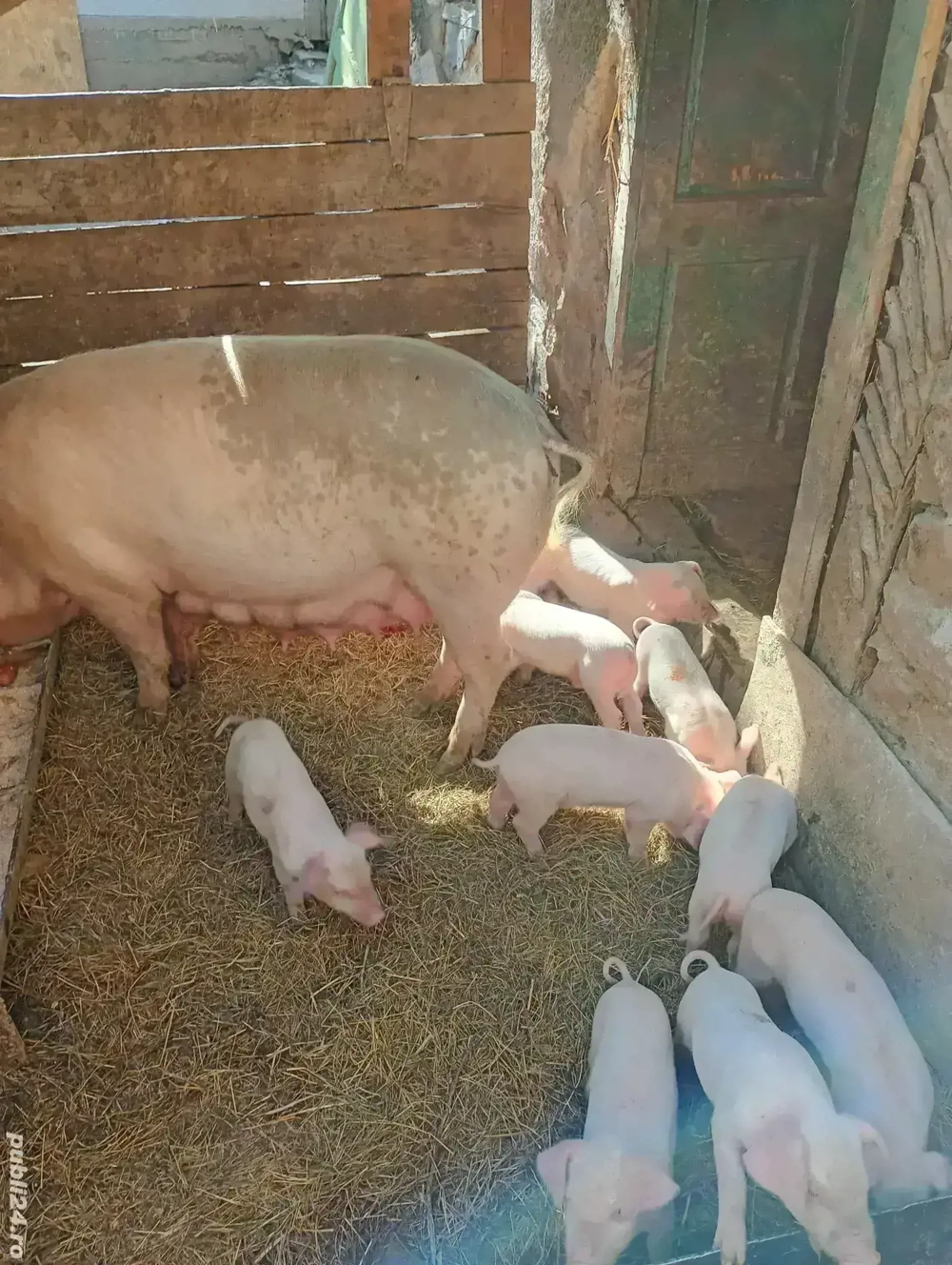 vand porci landrace vand porci landrace