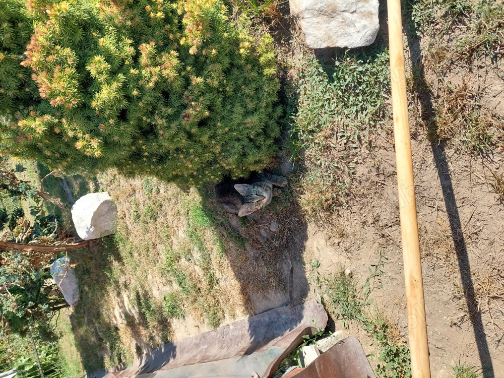 Donez pui de pisica! Donez pui de pisica!