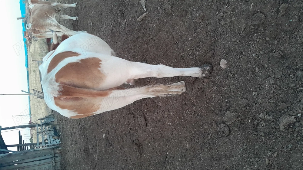 Vând vaci  Vând vaci