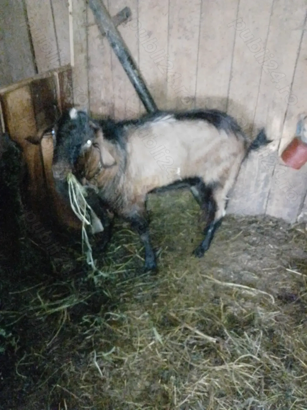 Vând țap anglonubian 