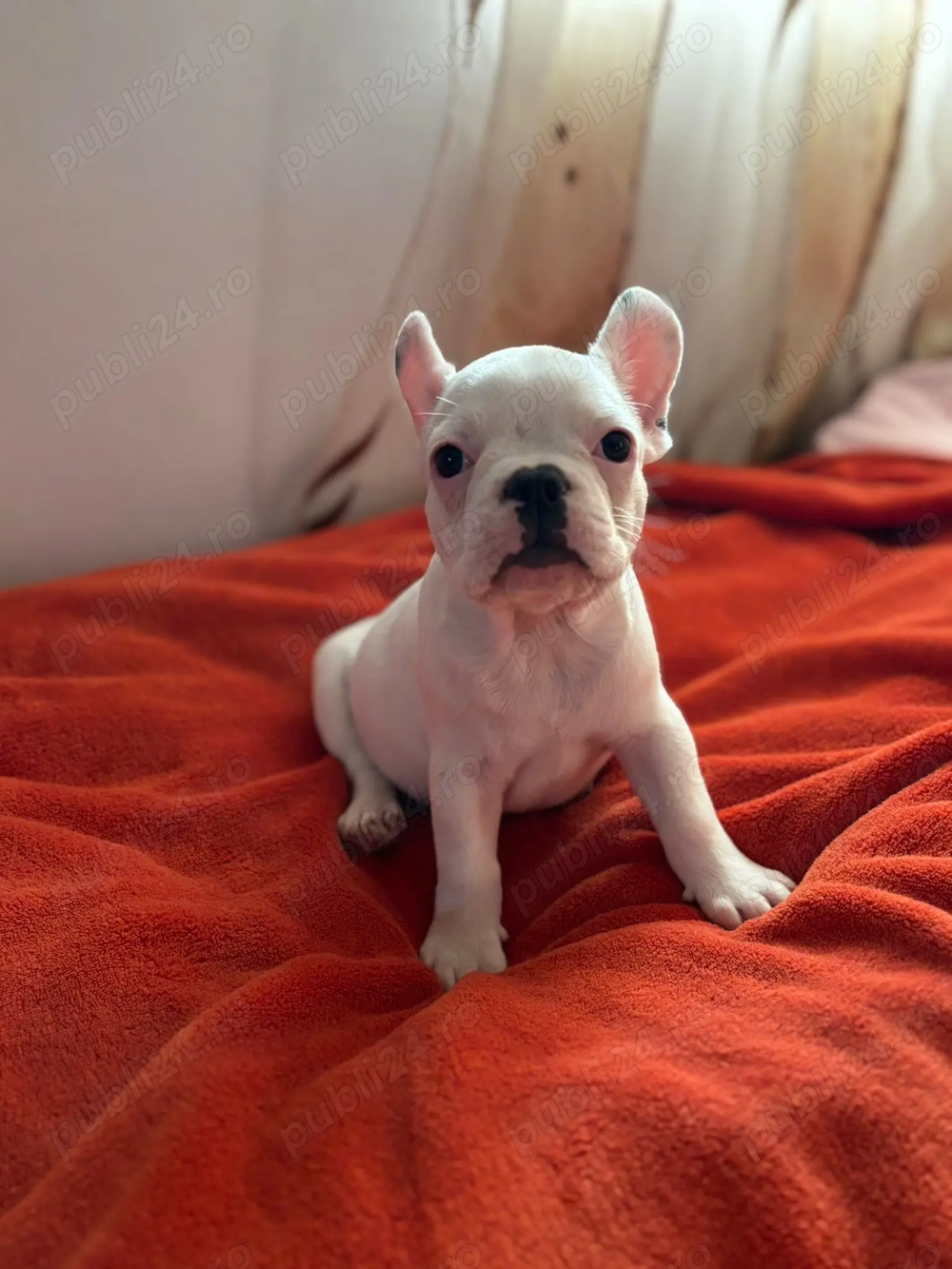 Mascul bulldog francez 