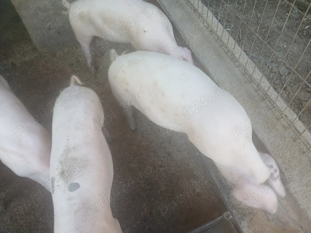 Porci landrace 70-100 kg Porci landrace 70-100 kg