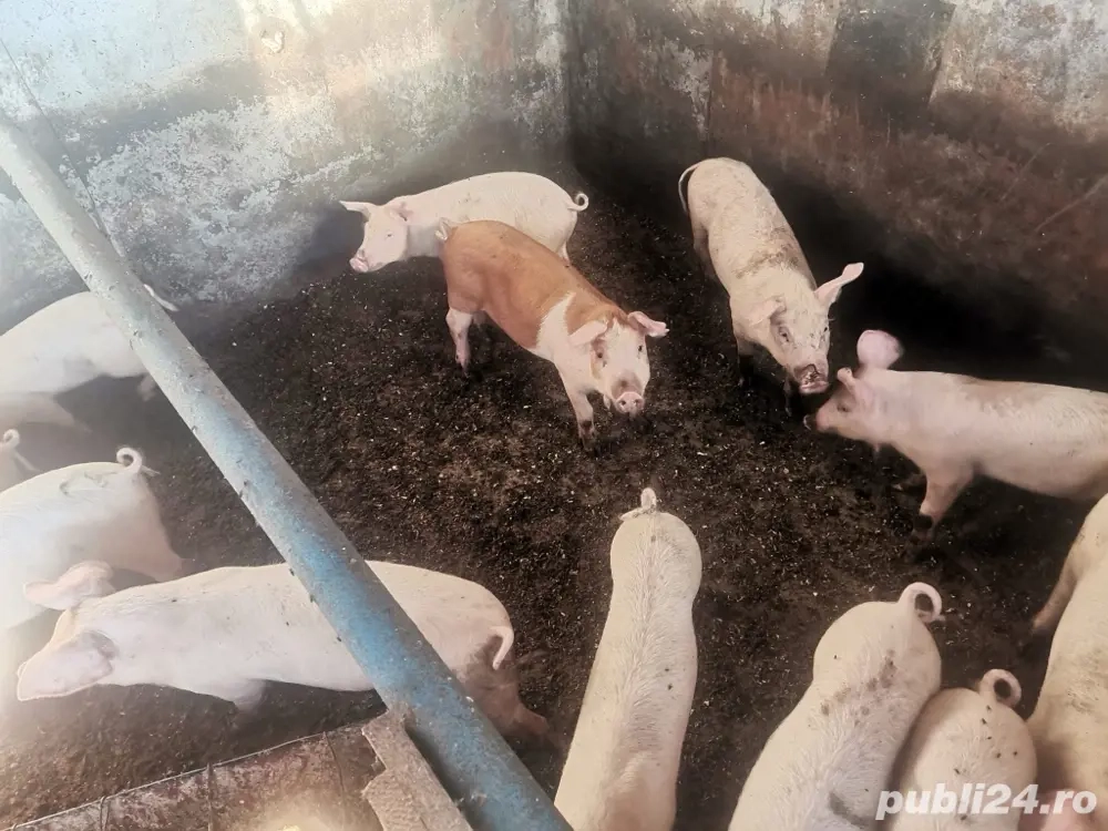 porci rasa duroc iasi