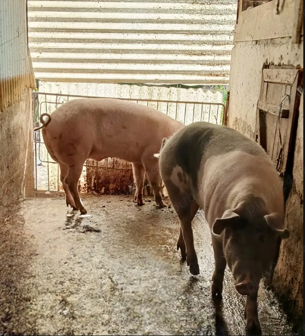 Porc de vanzare 