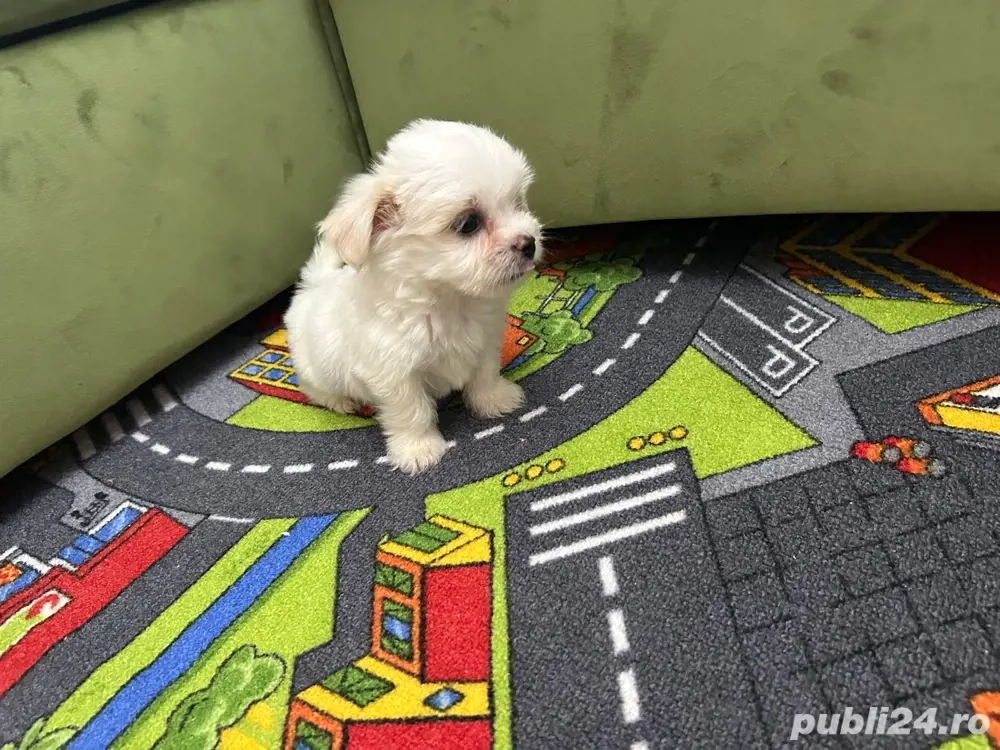 bichon maltez toy