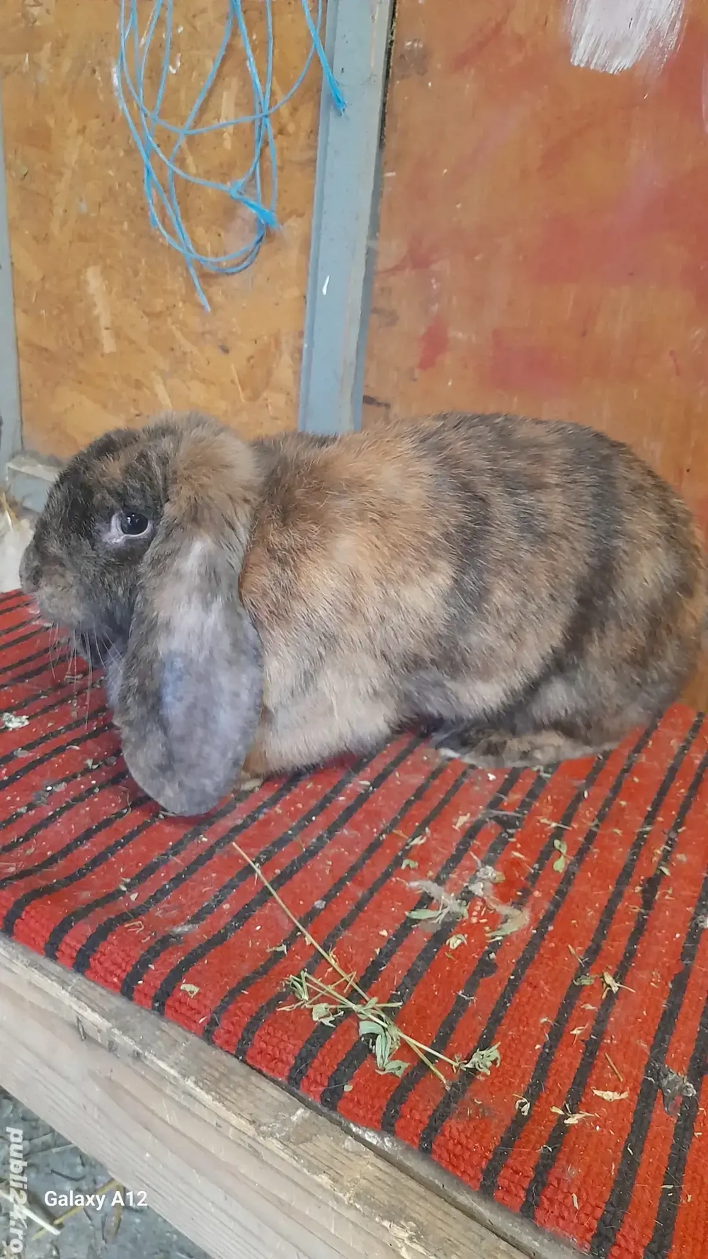 Femela gestanta berbec german