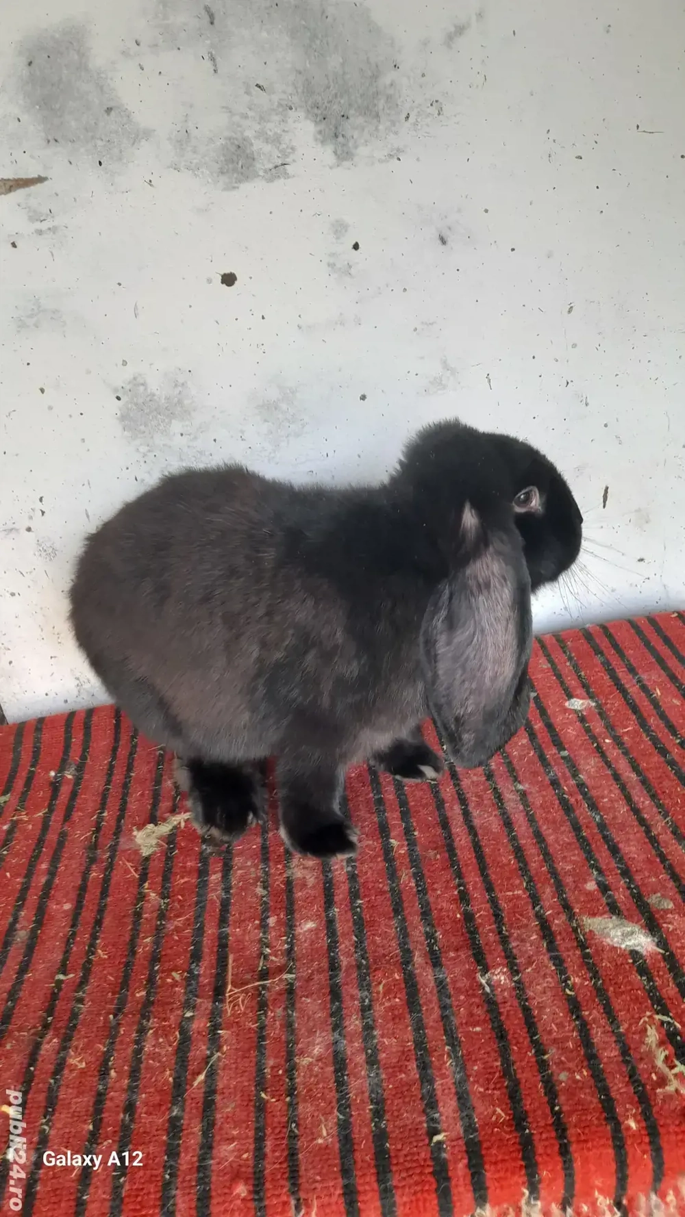 Femela berbec german Femela berbec german