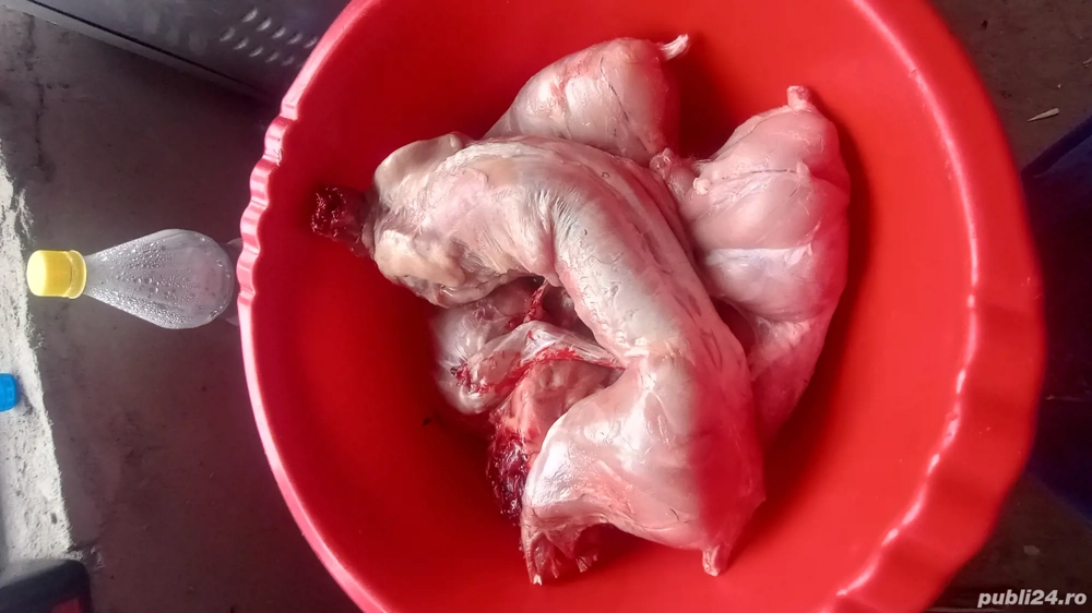 Carcasă de iepurii 