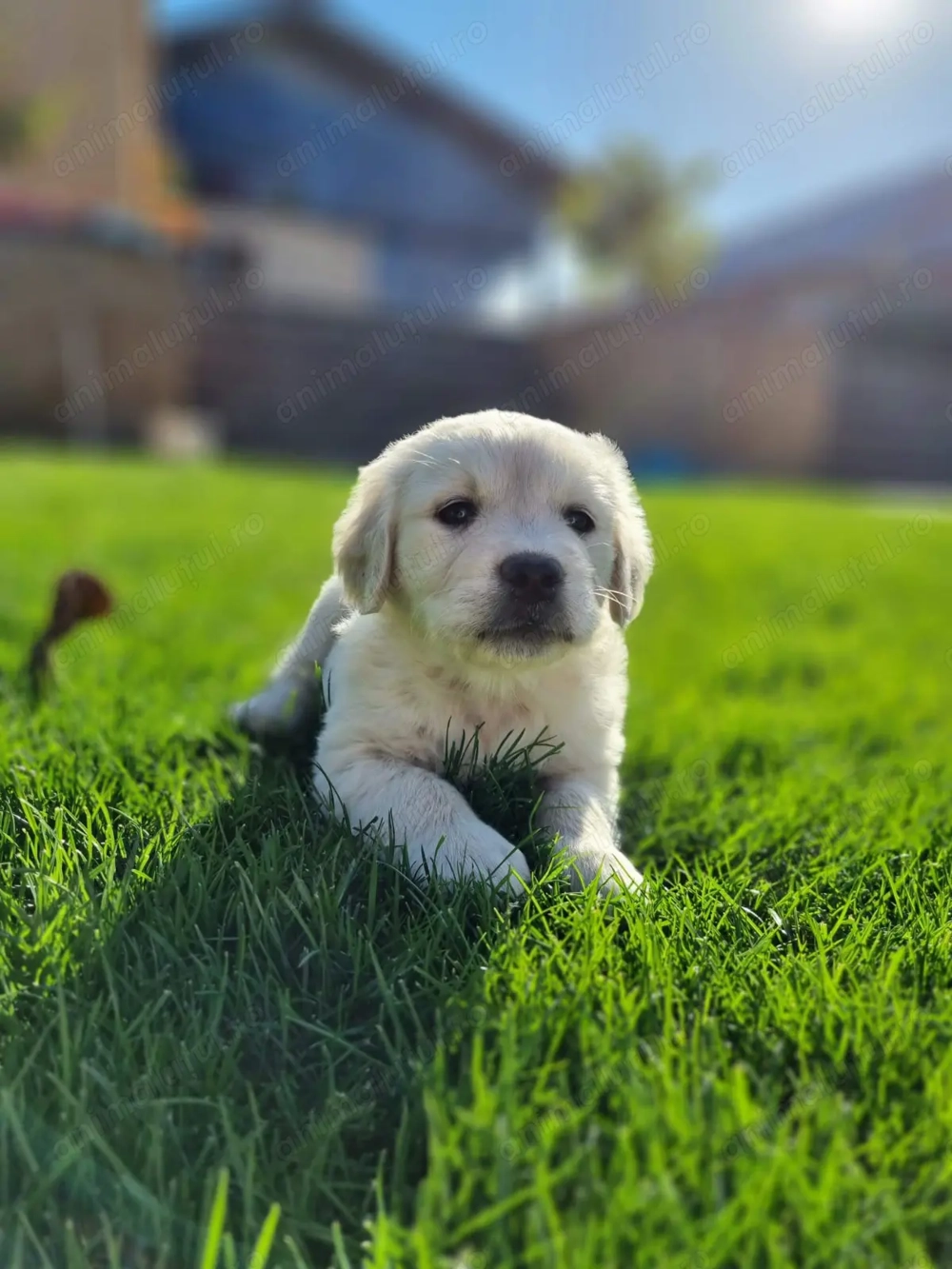 Pui Golden Retriever 