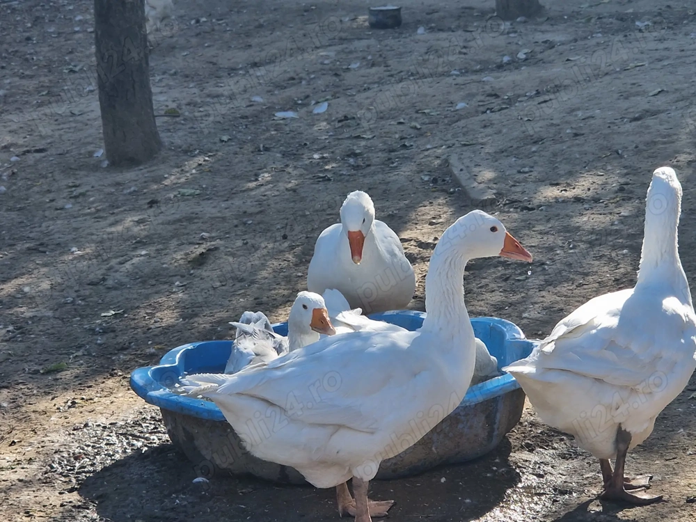 Gâște Albe de Banat 