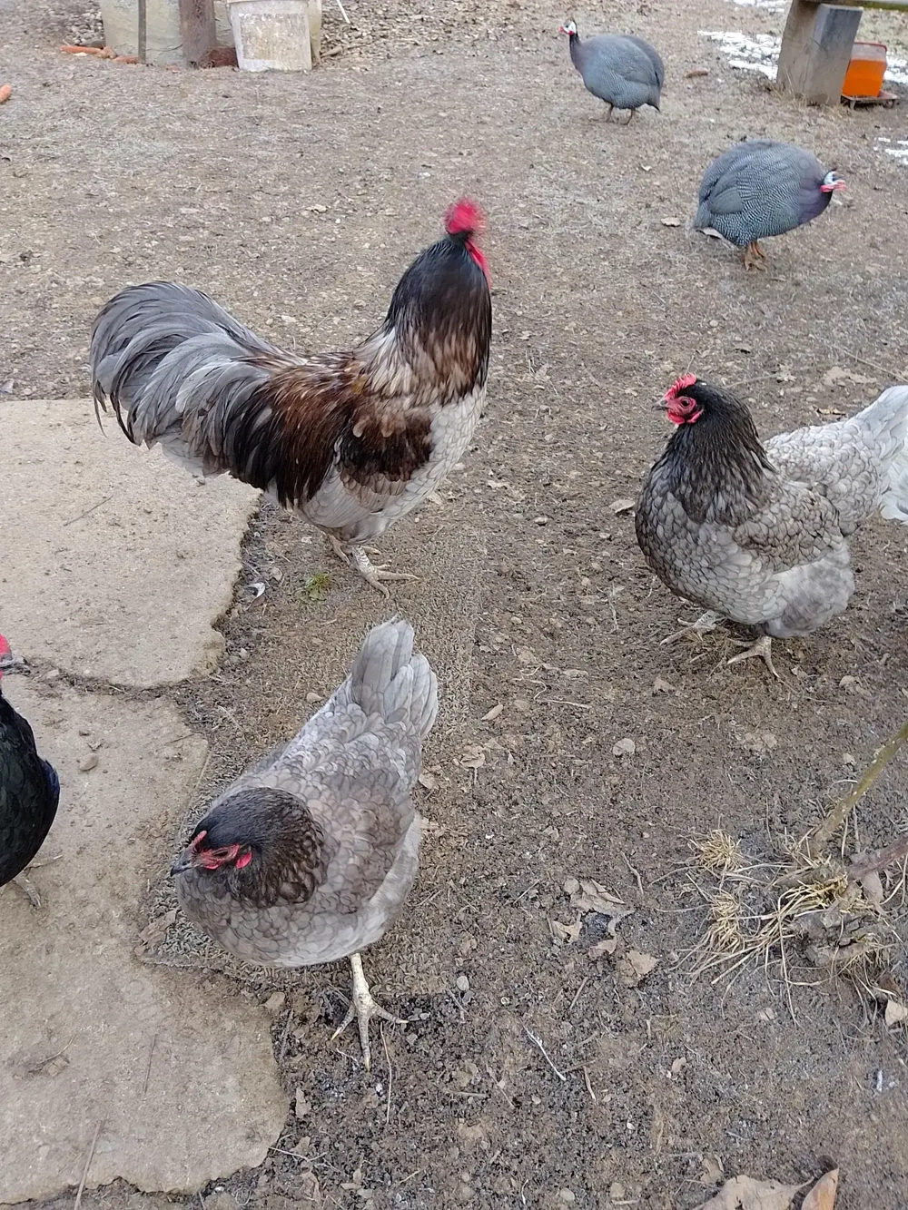 bibilici de vânzare bibilici de vânzare