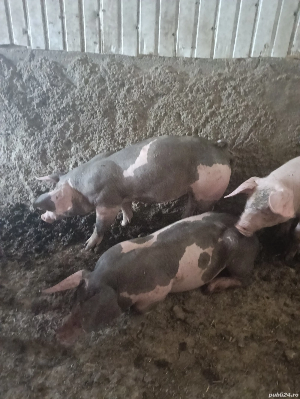 porci pietrean  porci pietrean