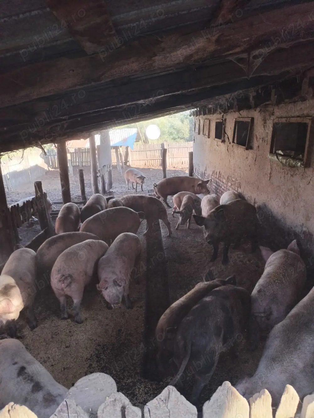 Porci landras cu pietran 