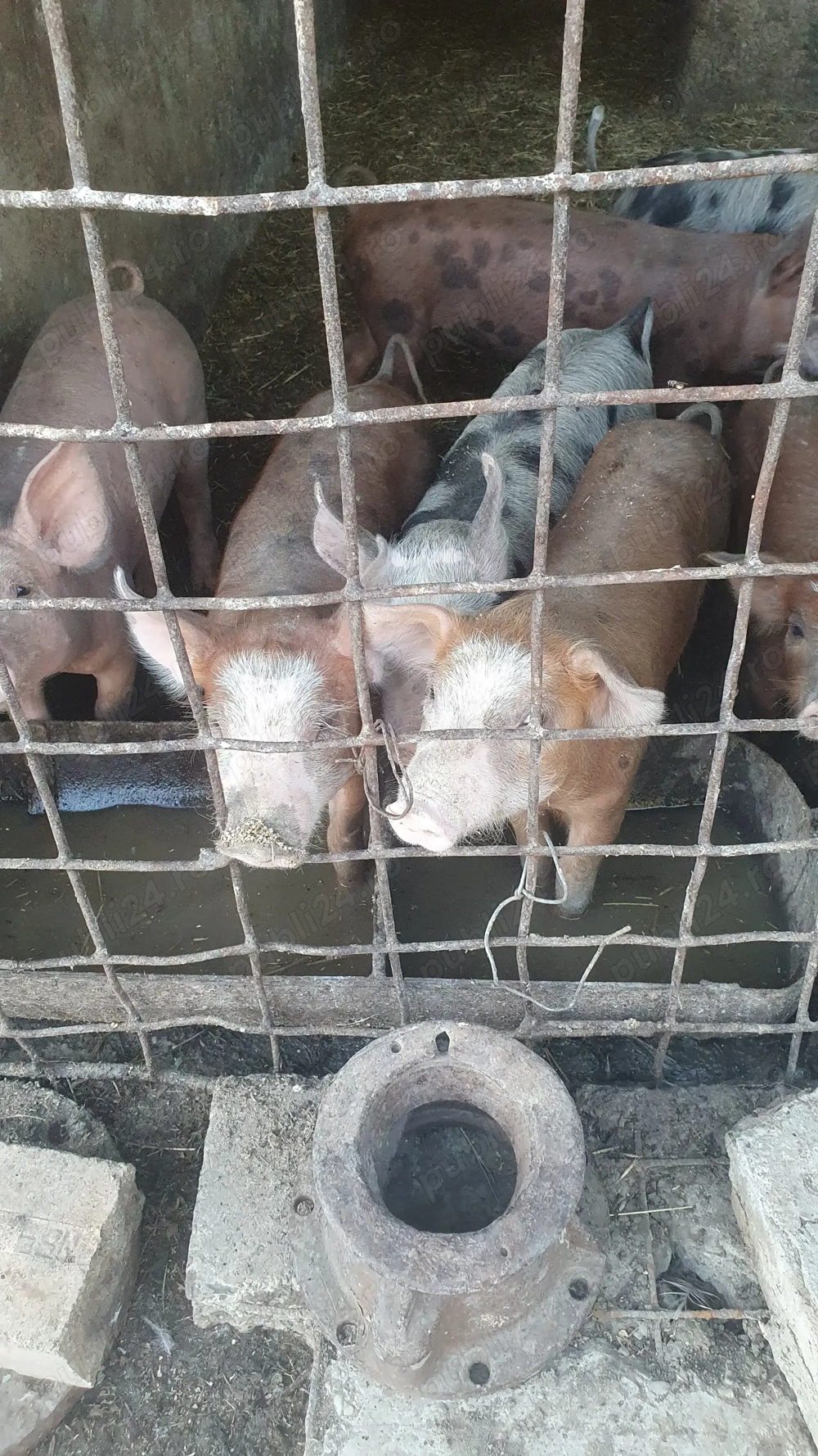 Vând purcei Duroc cu petrean