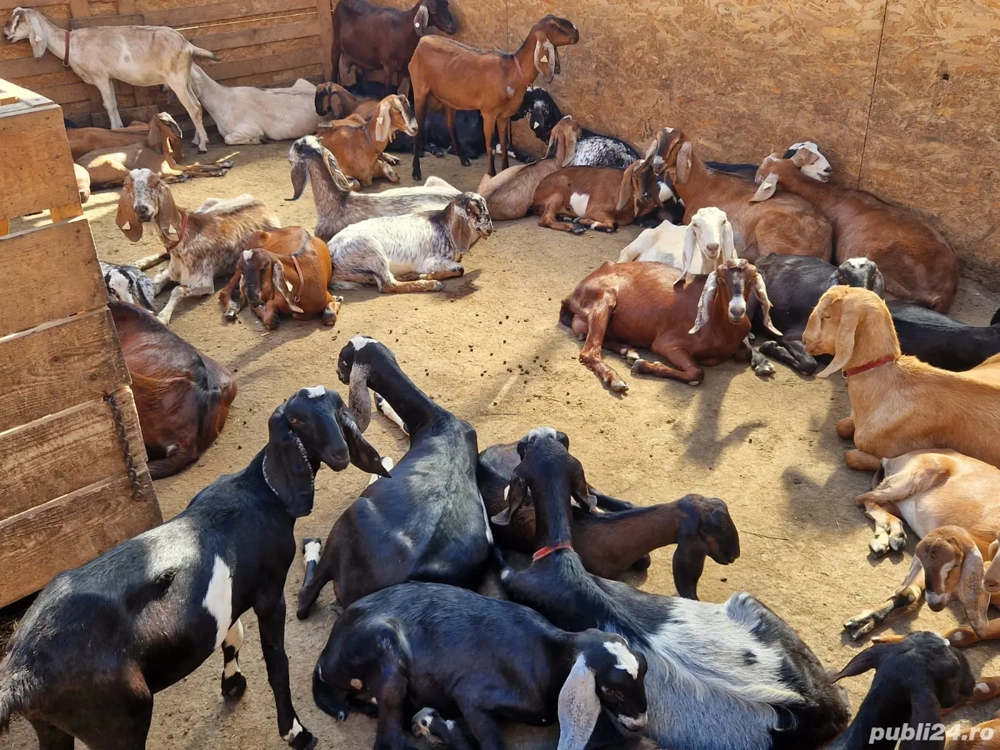 Vand capre anglonubian!