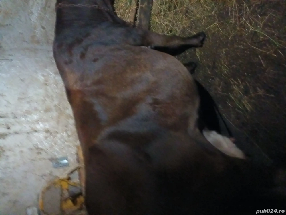 vaca de vanzare  vaca de vanzare