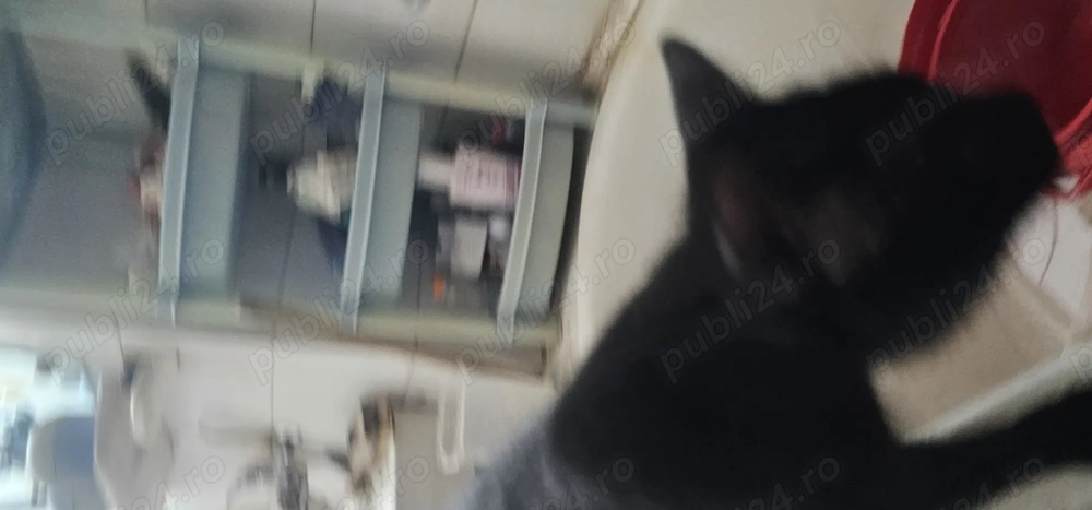 Pisici spre adoptie Pisici spre adoptie