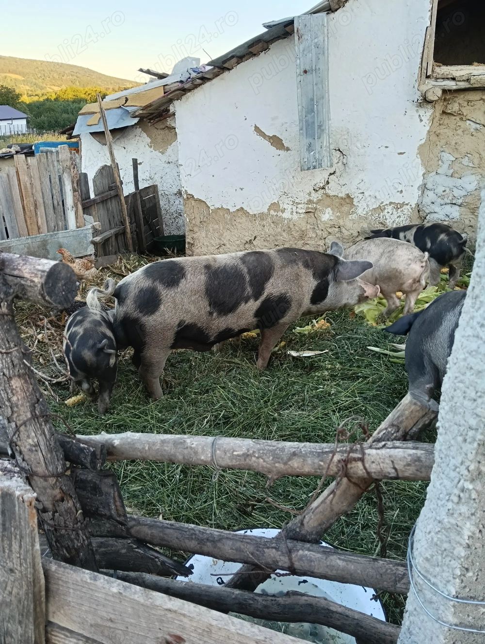 Vând un porc  petrean
