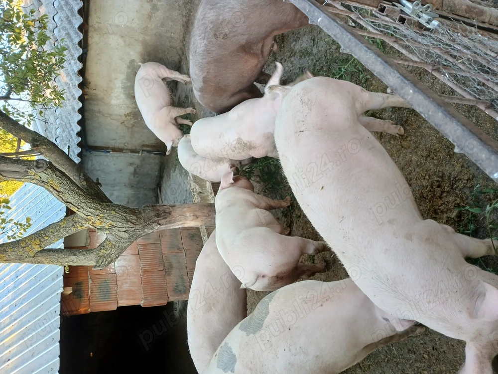 Porci rasa de carne Porci rasa de carne