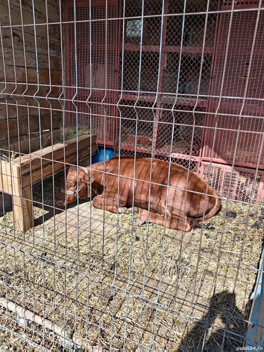 Vând vitica angus roșu 