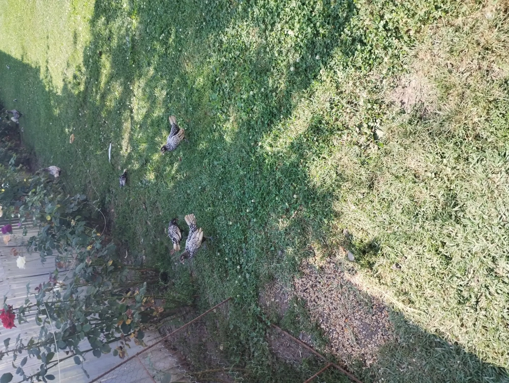 Pui cutie și cocoșei Mii de Flori  Pui cutie și cocoșei Mii de Flori