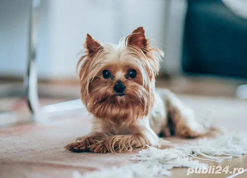 Mascul Yorkshire Terrier Mini Toy