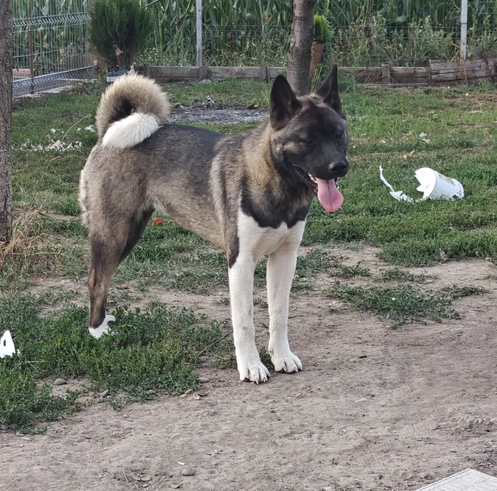 Catea Akita American 