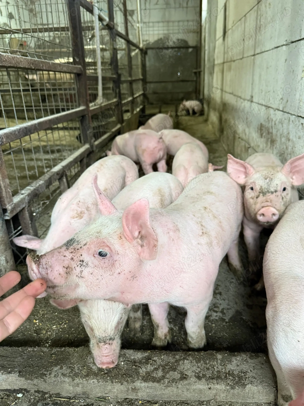 Vand Porci  Purcei toate rasele, marele alb x Pietrean, Imunizati si vaccinati