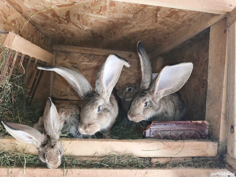 iepuri de vanzare iepuri de vanzare