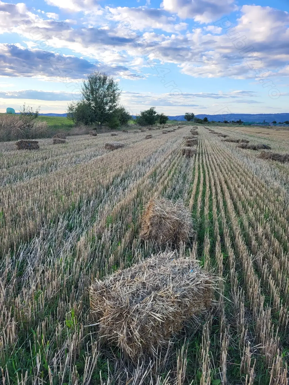 Baloti paie grau  si baloți făn productie 2025