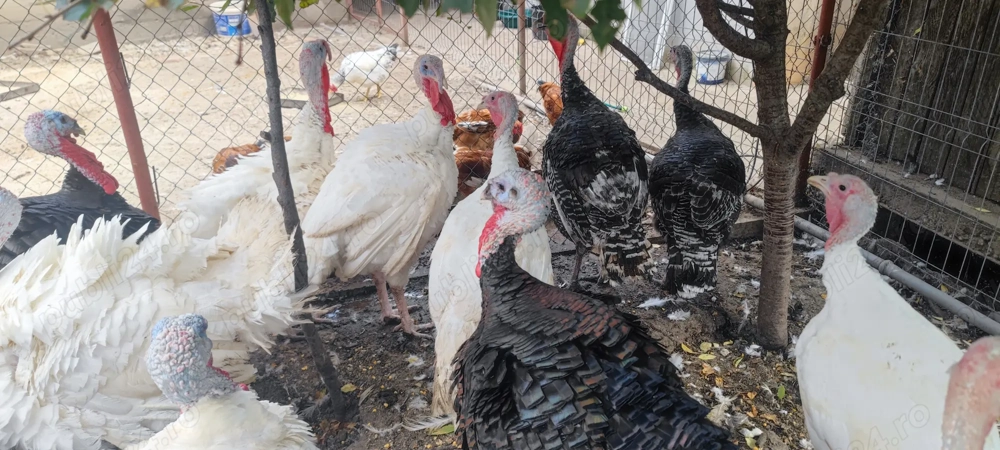 Vând curcani albi și negri Vând curcani albi și negri